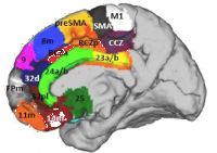 Cingulate and orbitofrontal subdivisions